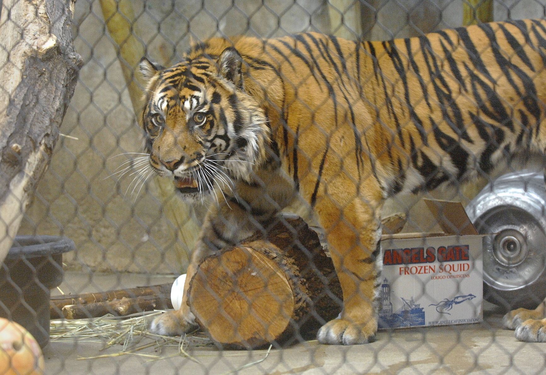Tiger